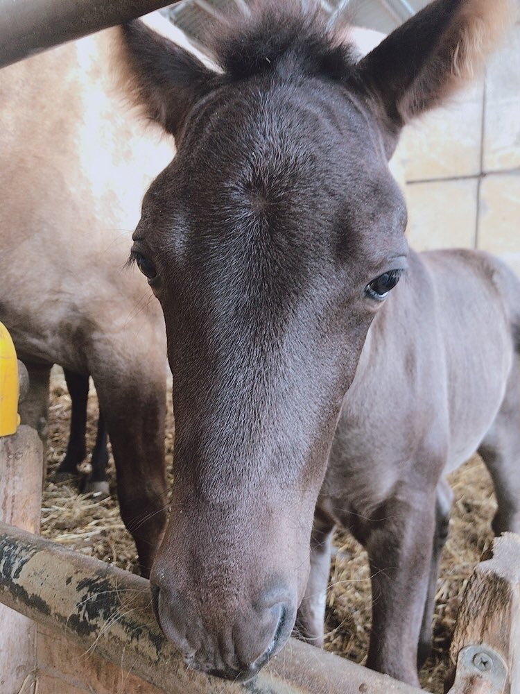 しぃ シルバーまじで可愛い 馬 馬可愛い 犬より懐く