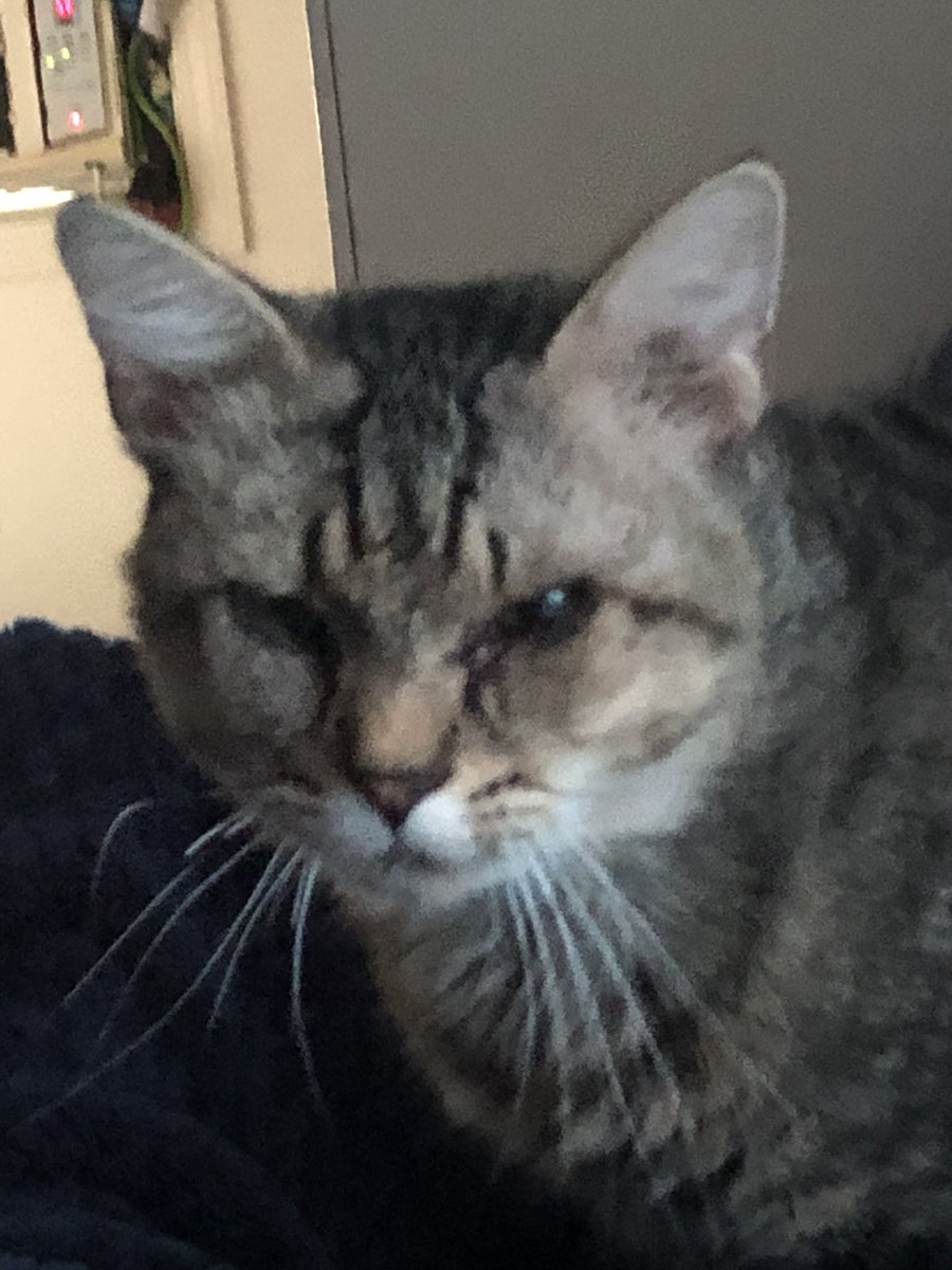 tobythemaineco1's tweet photo. Since the surgery Toby’s eyes are much better! Still kind of goopy until he fully heals! Thank you all so much I got my loving friend back! If you all could share or donate towards the power bill it’d be much appreciated! I love you all and so does toby  https://t.co/k8vuq1BTCf https://t.co/9rlmJQM5le