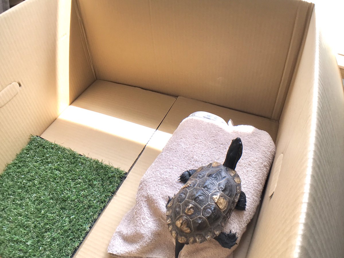 クサガメたわし 今朝も日光浴 亀 カメ クサガメ クサガメたわし 今朝も日光浴 亀 カメ クサガメ