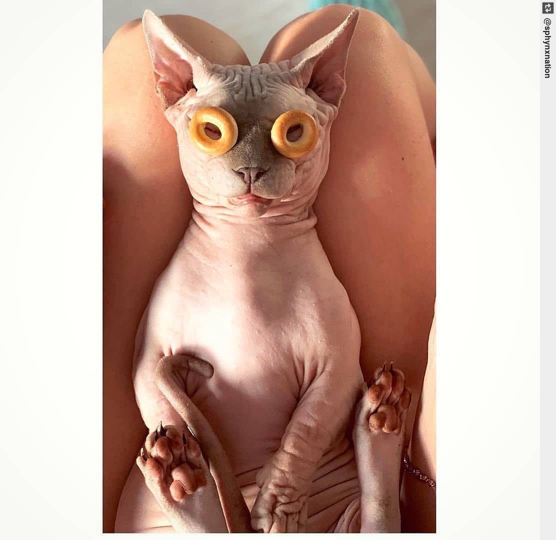 Inglorious Cats tweet media