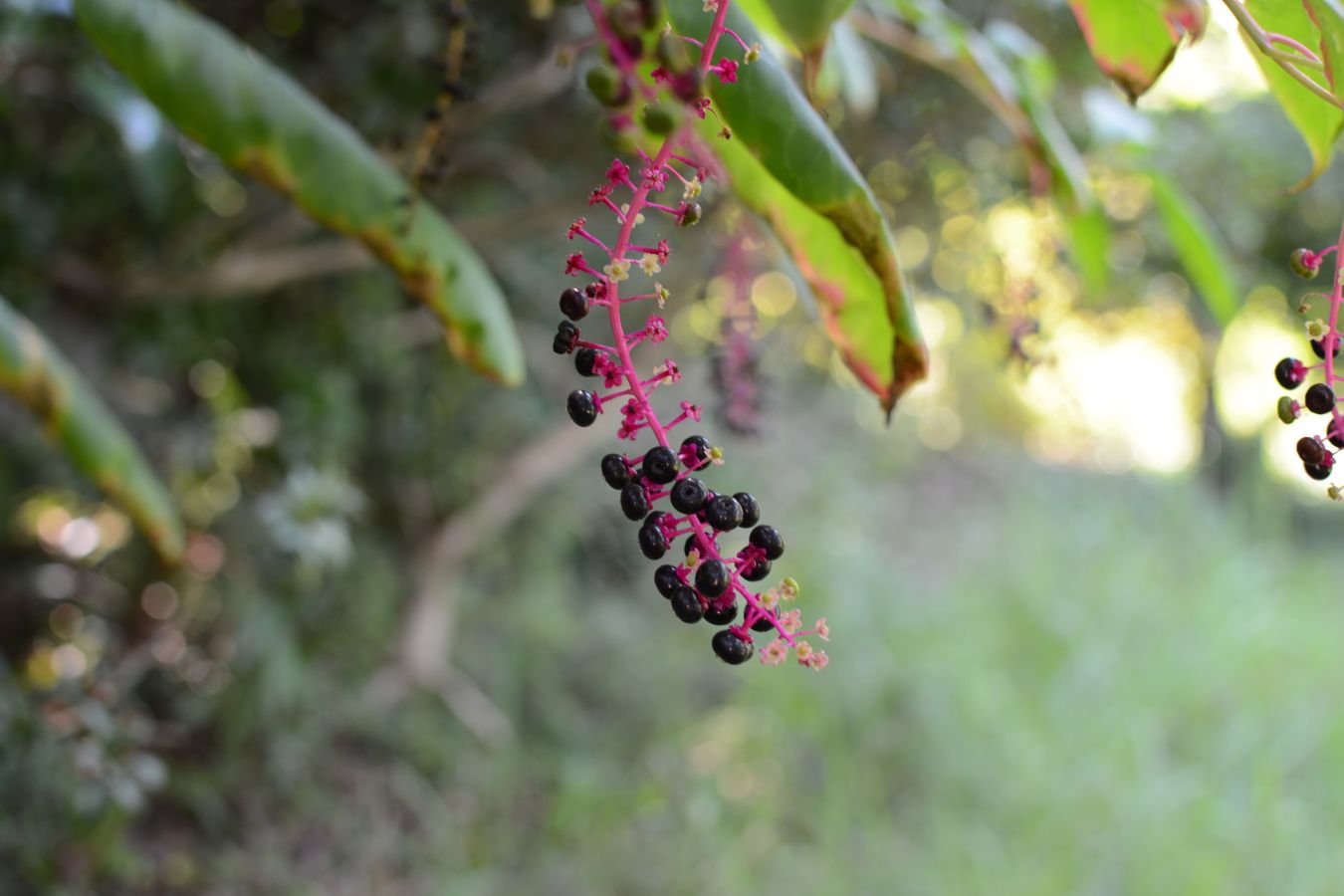 Twitter এ Biome バイオーム 公式 ヨウシュヤマゴボウ ナデシコ目ヤマゴボウ科の植物です 北アメリカ原産です 全草が有毒です 植物 Plants 奈良 Nara 種 Seeds T Co 0nhdczyxkc ট ইট র Twitter এ Biome バイオーム 公式 ヨウシュヤマゴボウ ナデシコ目ヤマゴボウ科の植物です 北アメリカ原産です 全草が有毒です 植物 Plants 奈良 Nara 種 Seeds T Co 0nhdczyxkc ট ইট র