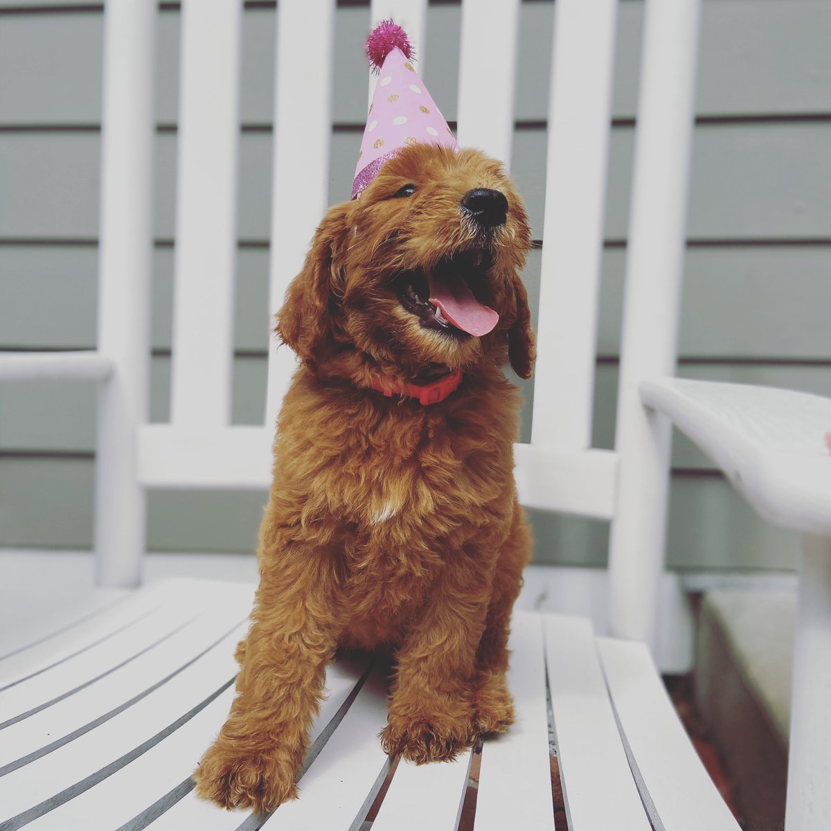 IchabodWSOC's tweet photo. I just wanted to say hi and introduce myself as the newest @IchaDogs. My name is Millie and I’m looking forward to watching @IchabodWSOC and the other @wusports soon! https://t.co/Y3UtPtf8Mc