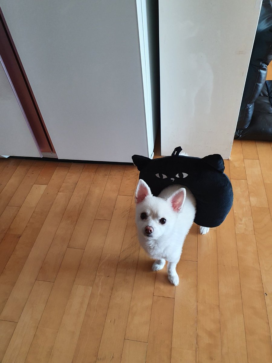 RavnBrasil's tweet photo. [📸]▪▪[29.08.2020] ·· #Atualização ⇢ #Ravn no @official_ONEUS 

🌞🐾Pro que o Sunny tá olhando? 1 https://t.co/DnKhsVnHsk