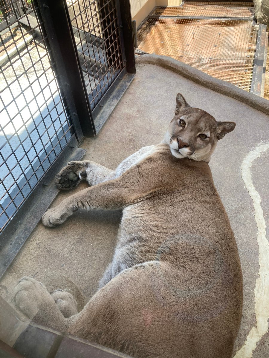 静岡市立日本平動物園 Pa Twitter 8 26 ピューマの飼育日誌 を更新しました アルタイル 寝室でトレーニングを行う 前足にペンチを当てると足は動かさないが鼻をターゲットから離してしまう 日本平動物園 ピューマ Nihondairazoo Puma T Co 静岡市立日本平動物園 Pa Twitter 8 26 ピューマの飼育日誌 を更新しました アルタイル 寝室でトレーニングを行う 前足にペンチを当てると足は動かさないが鼻をターゲットから離してしまう 日本平動物園 ピューマ Nihondairazoo Puma T Co