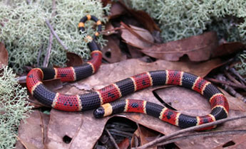 random_snakes's tweet photo. #MySolutionIsAlways To give people snake pictures and science facts!
1-Eastern coral snake
2-Painted coral snake
3-Hemprichi coral sake
4-Aquatic coral snake
Note: Though all coral snakes are highly venomous, bites are very rare. They're generally shy and avoid humans. https://t.co/aWKLmIM8xG