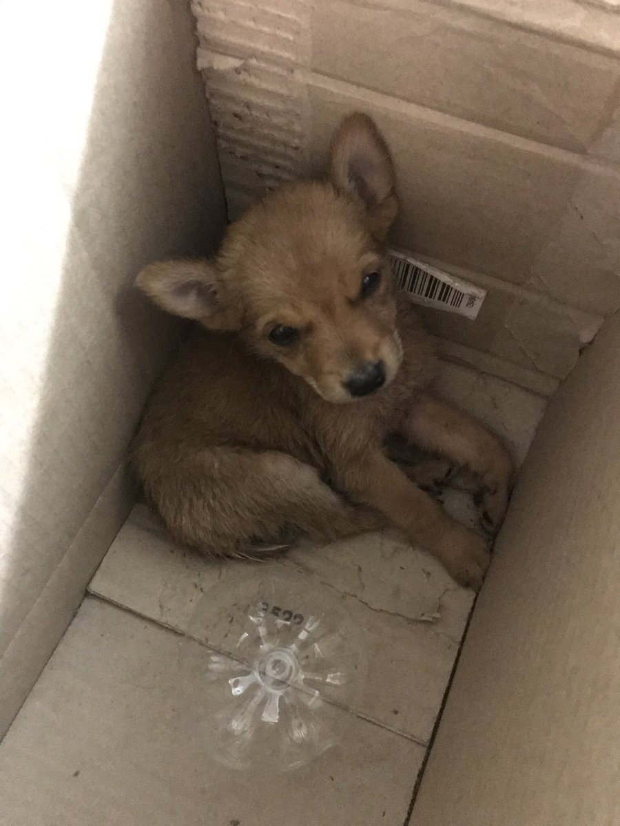 Mi mamá se encontró a este cachorrito, lo dio en adopción, y le acaba de marcar la señora que lo adoptó para decirle que lo llevó al veterinario para que le pusieran sus vacunas pero no se las pusieron porque ES UN COYOTE.