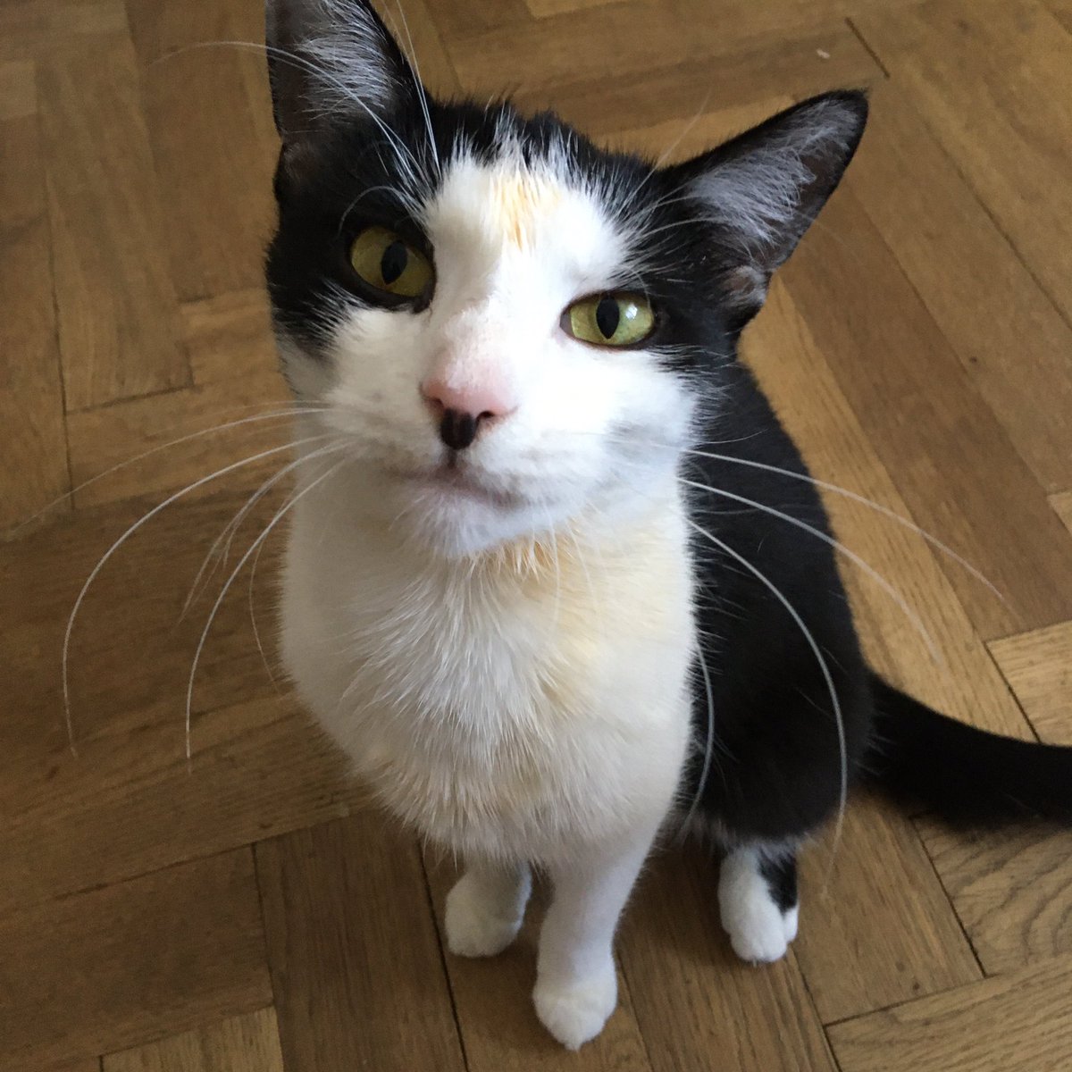 shubin's tweet photo. @SpaceCatPics No hearts, just out little idiot after finding lasagne. I want cat with hearts! :) https://t.co/QxlBVRZyKe