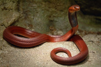 random_snakes's tweet image. #QuotesFromMyBiography "Then, I decided everything was stupid and needed to be snaked out, so I started researching highly venomous cobras. There are 270 cobra species..."

1-Spitting red cobra
2-Cape cobra
3-King cobra
4-Shield nosed cobra
