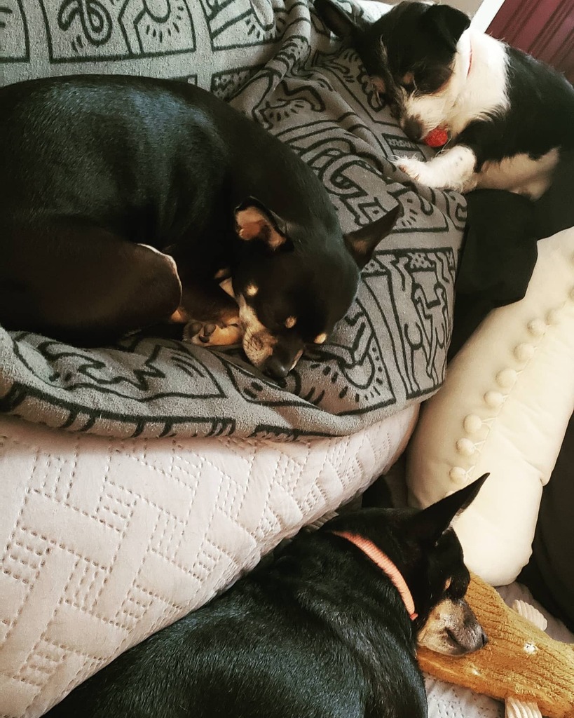 tourguidethomas's tweet photo. I suppose the only thing to do is let them lie!
#SleepingDogs #sleepingdogsofinstagram #LittleDogs #littledogsofinstagram #Chicory #Chonkery #ChonkyDogs #Doggos #Poppit #Bourré #adoptdontshop🐾 #ShelterDogs #shelterdogsofinstagram https://t.co/QRTnW6N3Yd https://t.co/JJ3nw6NIou