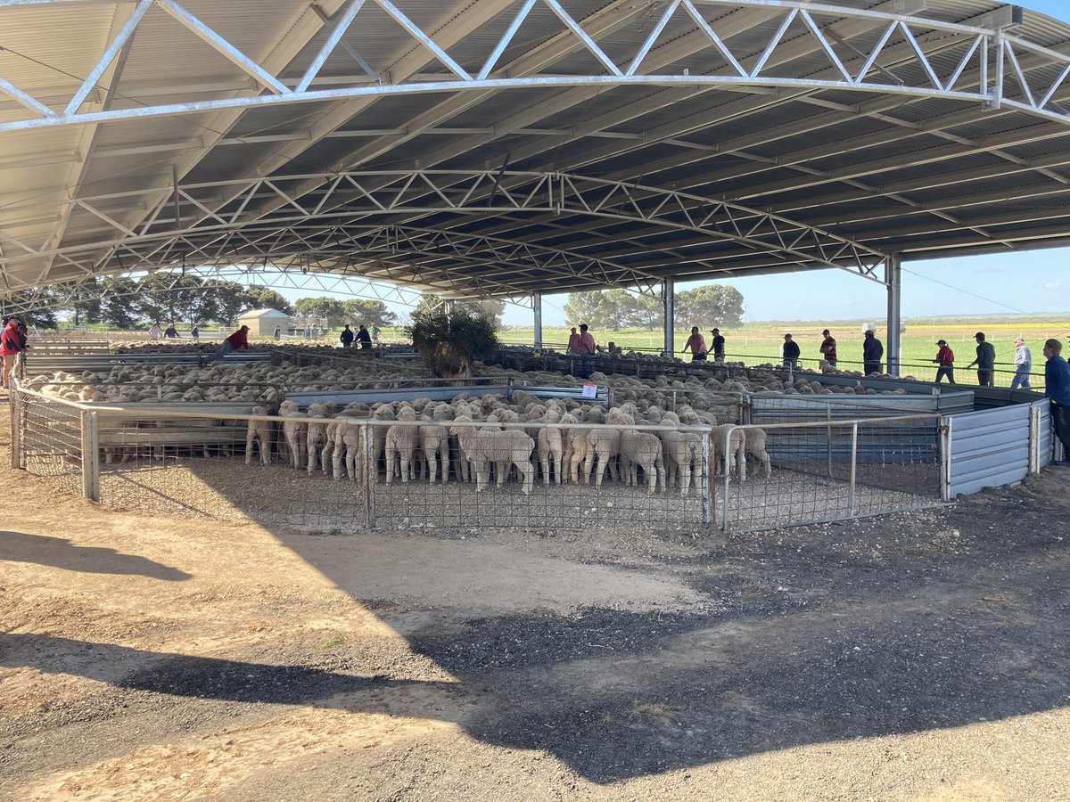 Lambs up for auction at Glendale