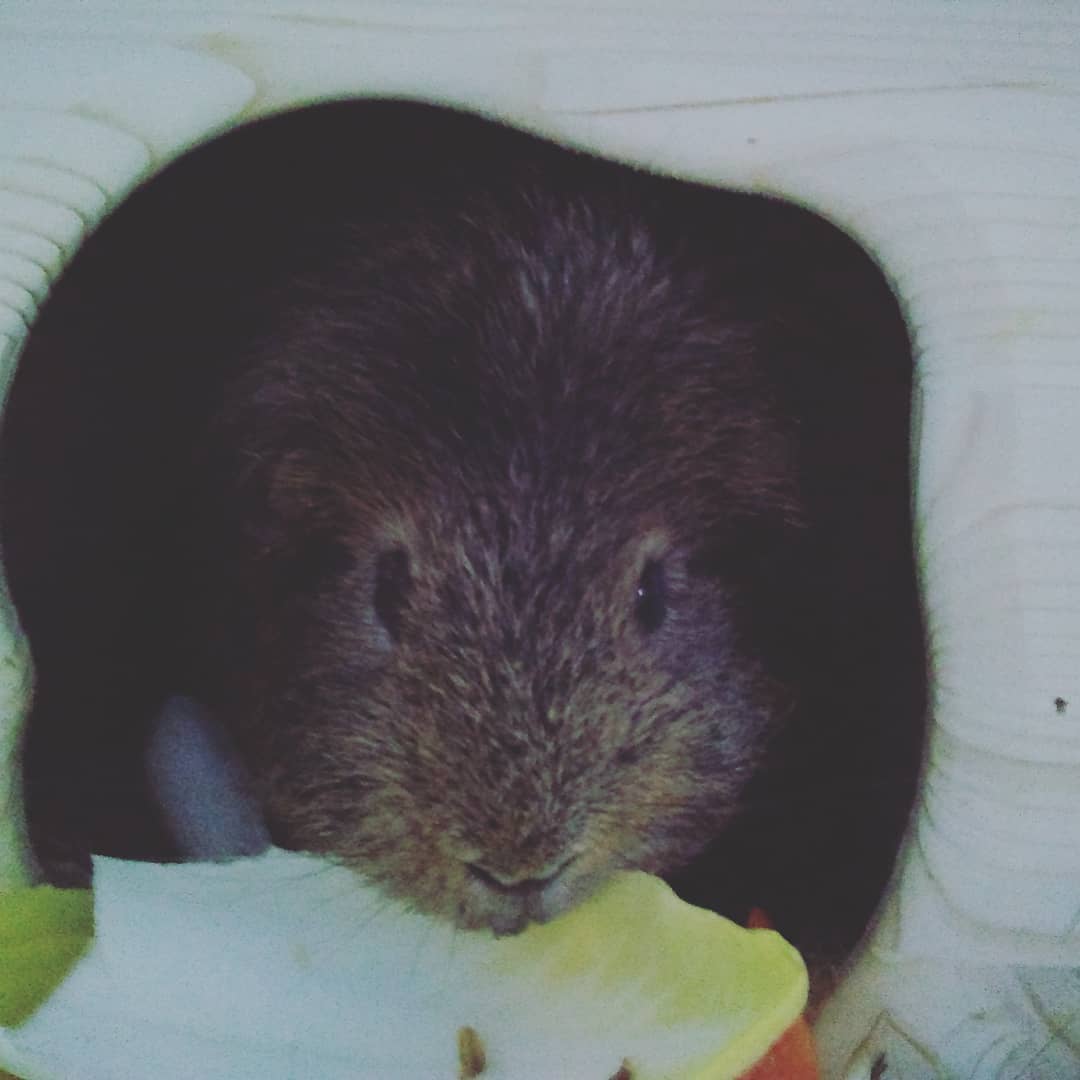 vicbenner's tweet photo. Erstmal #frühstück
#breakfast
#morgenstimmung #mood #meeris #meerieoninsta #guineapig #guineapigsofinstagram
https://t.co/EEA5V6I8We https://t.co/qFjOvgw9Vh