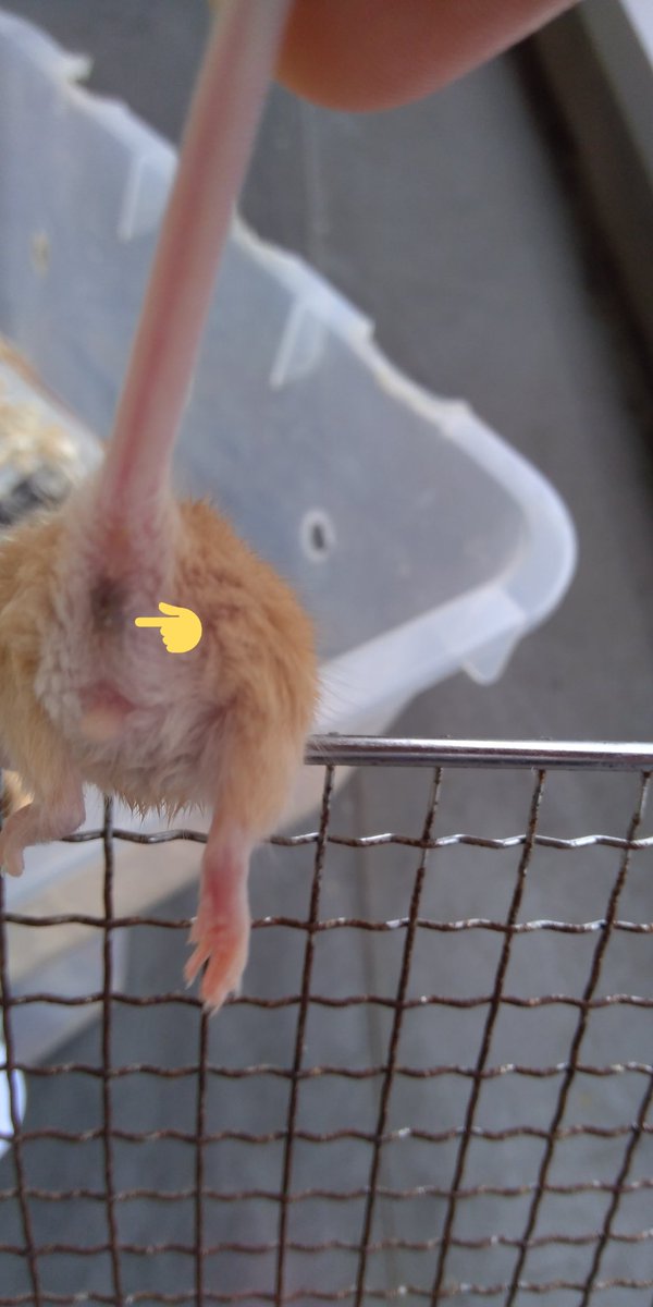 マウス繁殖