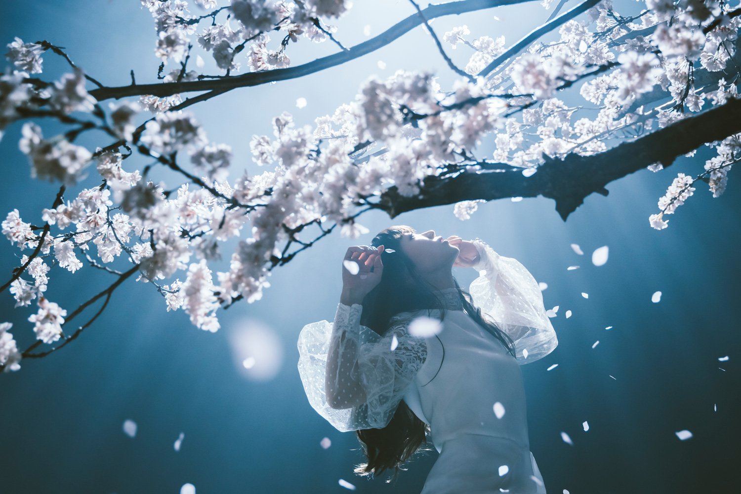 Focus 春はゆく 茜さす Aimer エメ T Co Fjgrws0gwm Twitter