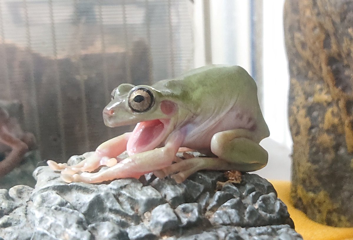 こるれあ カエルスキー V Twitter 脱皮中