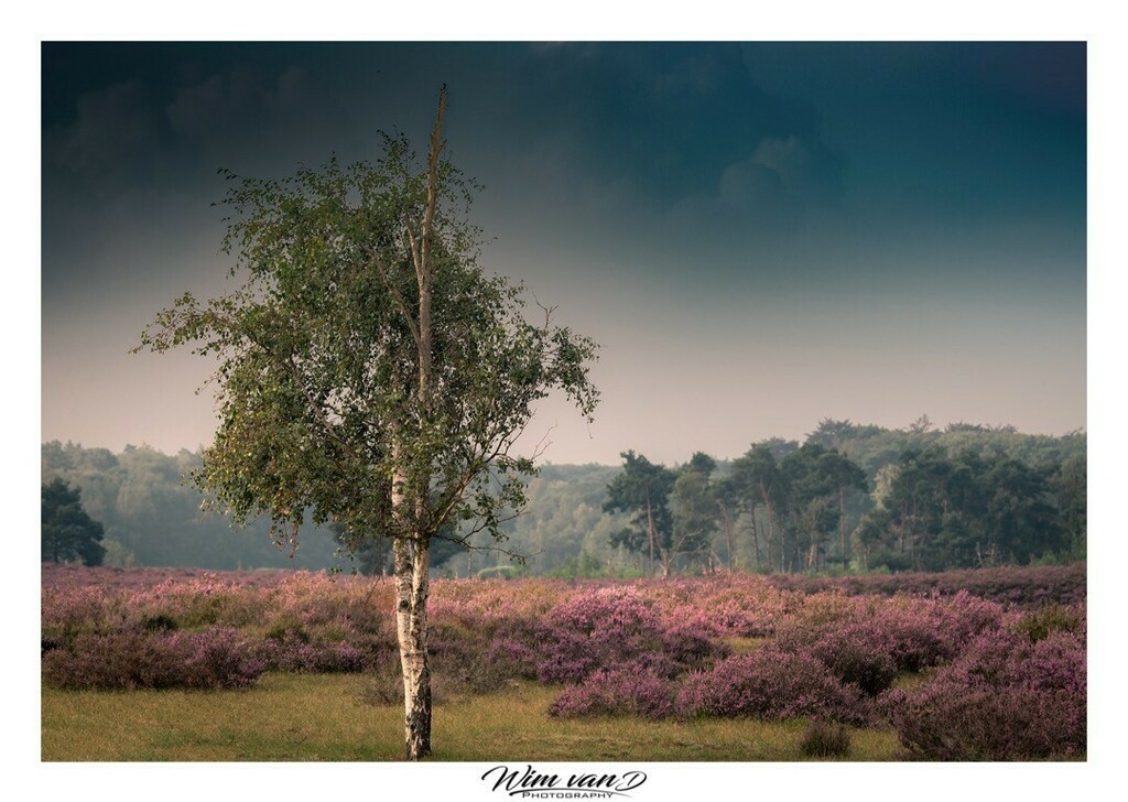 Yanmik's tweet photo. Summer purple heather. #colours #summer #heide #heather #kalmthout #trees #colorsofnature #photooftheday #nature #naturegram #natureshots #naturephotography #photography #stapaf #zoomnl #belgium #landscape #landscapephotography #nature #belgianphotograph… https://t.co/HIuBx6uSHM https://t.co/MdNgFwiJc3