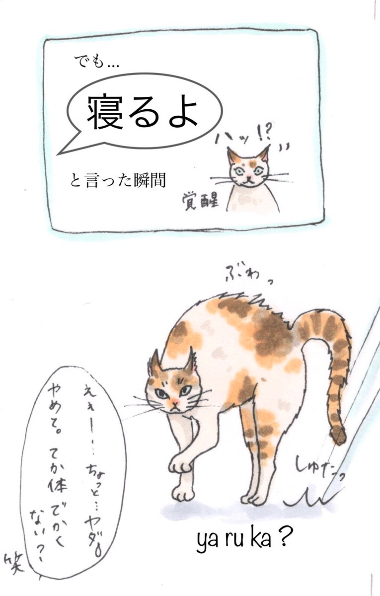 Kaoru 深夜の追いかけっこ 子猫の時しかやらないとどっかのサイトで見たんだけど 遊んでる時の威嚇ポーズ 皆さんやります うちではイカと呼んでいますw ねこまんが イカポーズ