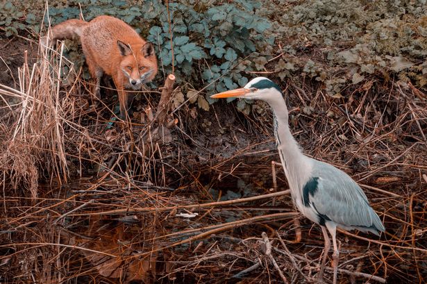 In 'The judgements of neighbourhood' Brehon legal tract, the wolf, fox & deer were considered pets! And early Irish law texts state that along with heron, deer & foxes, wolves were kept as pets by the Irish! ©Ireland's Wildlife, Mark Caffrey/Magnus News, Conserve Ireland 