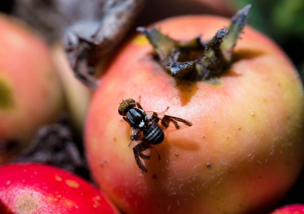scottpegan's tweet image. #InvertOfTheWeek: Rhagoletis pomonella attacks the fruit of native hawthorns &amp;amp; non-native apples in N. America. Populations on each host have evolved differences in timing &amp;amp; habitat preference, generating strong reproductive isolation &amp;amp; promoting #speciation. 
Photo: H. Schuler