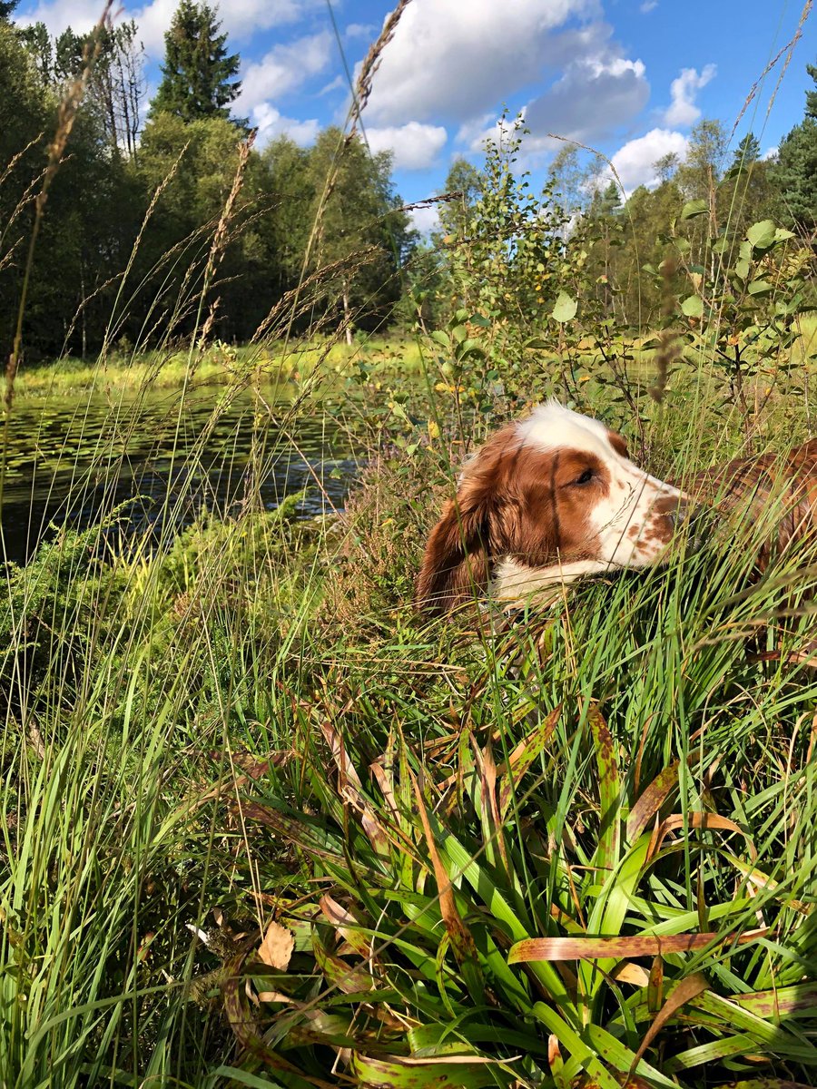 Erling Borgen (@erlingborgen) on Twitter photo 