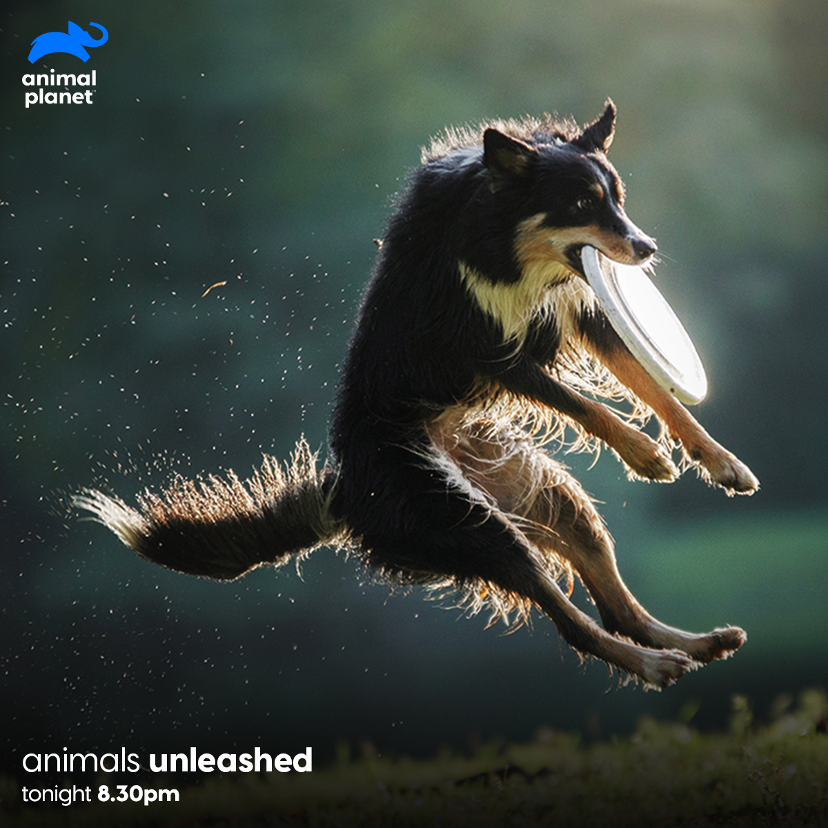 AnimalPlanetIn's tweet image. Love to watch animals at their most mischievous self?
Then don’t forget to catch Animals Unleashed, a show full of unpredictable and hilarious animal clips from around the world, tonight at 8:30 PM, only on Animal Planet.
#AnimalsUnleashed