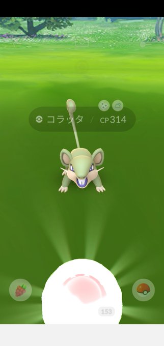 コラッタ の評価や評判 感想など みんなの反応を1日ごとにまとめて紹介 ついラン