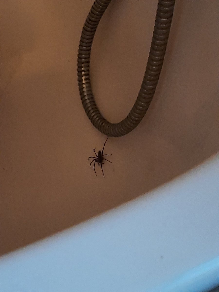 _rusty_k's tweet photo. @Arachno_Cosas sé que la foto no es muy buena pero ha aparecido esta pedazo araña en mi cuarto de baño en Dublin, Irlanda. No quiero matarla pero me da miedo cogerla porque nunca había visto una araña de ese tamaño y da bastante miedito... https://t.co/wiLDiKd74U