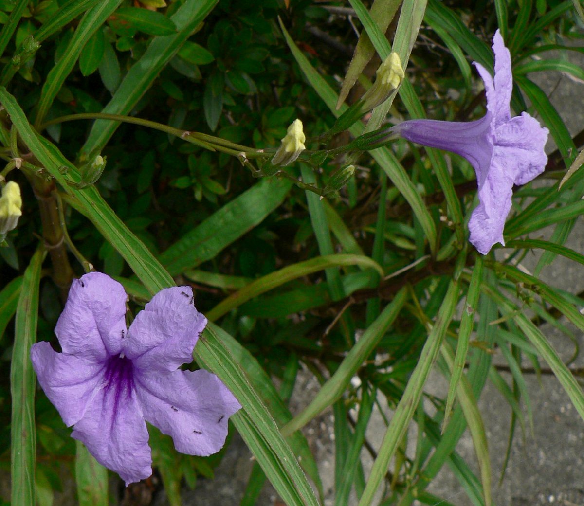 こころんグリーン على تويتر 近所の空き地に ムラサキルエリアの花が咲いていました 紫のふわふわの花が 可愛らしいです ムラサキ ルエリアも とても逞しい花です ムラサキルエリア 紫の花 逞しい花 夏の花 夏 山野草 野草 園芸 ガーデニング 熊本市
