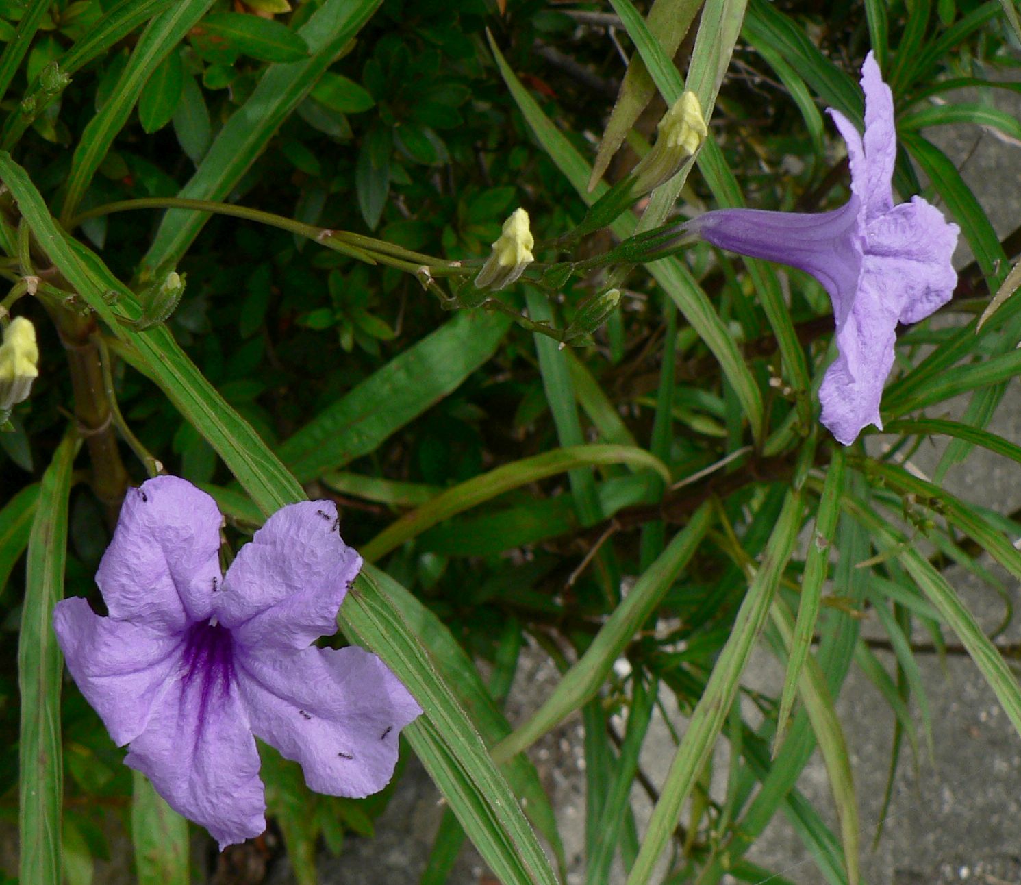 こころんグリーン 近所の空き地に ムラサキルエリアの花が咲いていました 紫のふわふわの花が 可愛らしいです ムラサキルエリアも とても逞しい花です ムラサキルエリア 紫の花 逞しい花 夏の花 夏 山野草 野草 園芸 ガーデニング 熊本市