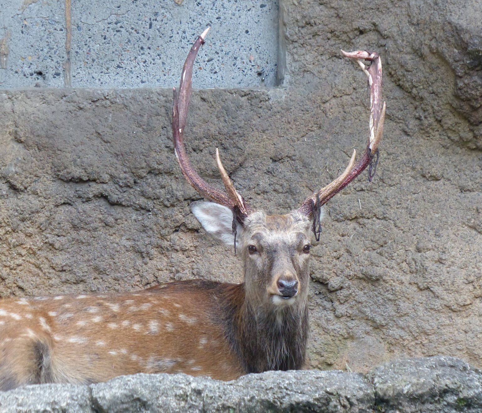 上野動物園 公式 にょきにょき成長中です エゾシカの角観察日記 年の角 3月27日に落角 T Co Nl2u3sbpgs Twitter
