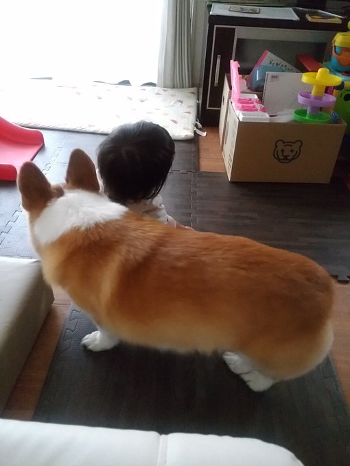 誰だ 家の中に食パンを落としたのは コーギーのおしりに反響 飼い主さん 閉めたいのに 閉められない Eltha エルザ