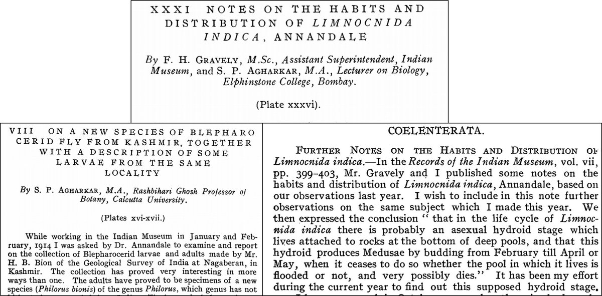  #Agharkar is also interested in  #animal  #taxonomy  #distribution. He did pioneering work on the distribution of  #jellyfish and he was closely associated with Indian Museum and Nelson Annandale, the first director of Zoological Survey of India  #ZSI  @LabRajeev  @naaravind  @vvrobin