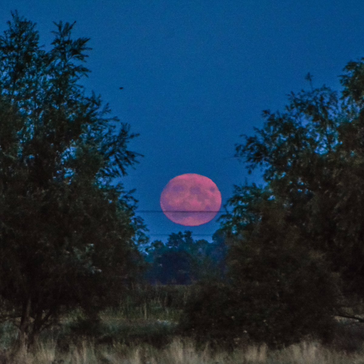 It was pure luck I captured the #FullMoon last night, I couldn’t see it and need to get back home, when it suddenly appeared between these trees 😃 Felt so happy 🥰 #FullCornMoon #theFens #stormhour #loveukweather <a href="/metoffice/">Met Office</a> <a href="/StormHour/">#StormHour</a>