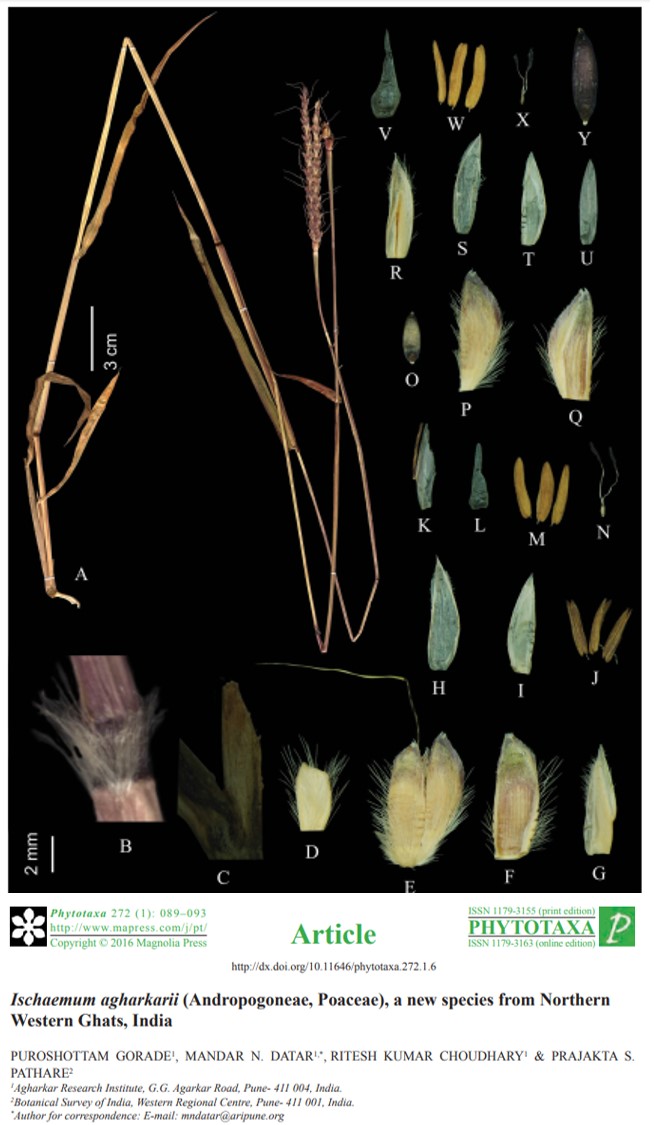 Ischaemum agharkarii  https://tinyurl.com/y3kcg7tp  A new species of  #grass from  #Talegaon  #Pune was described in the name of  #Agharkar by  @naigavkar  @ritesh_ari in remembering his contribution to  #Indian Indian  #Botany