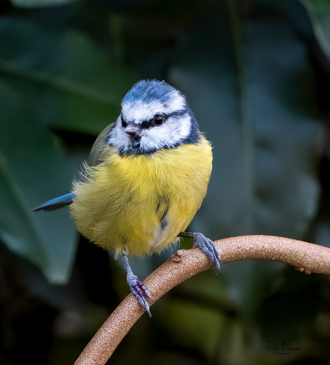 DaveSpherical's tweet photo. #Blue #tit from last night @BBCSpringwatch
#Wildlife #wildlifephotography #nature #naturelovers #NaturePhotography #TwitterNatureCommunity #springwatch #linconnect @vouchaman @YourLocalLincs
#Lincolnshire #lincoln #countryfile #LincsConnect https://t.co/ldIoJU2UfU
