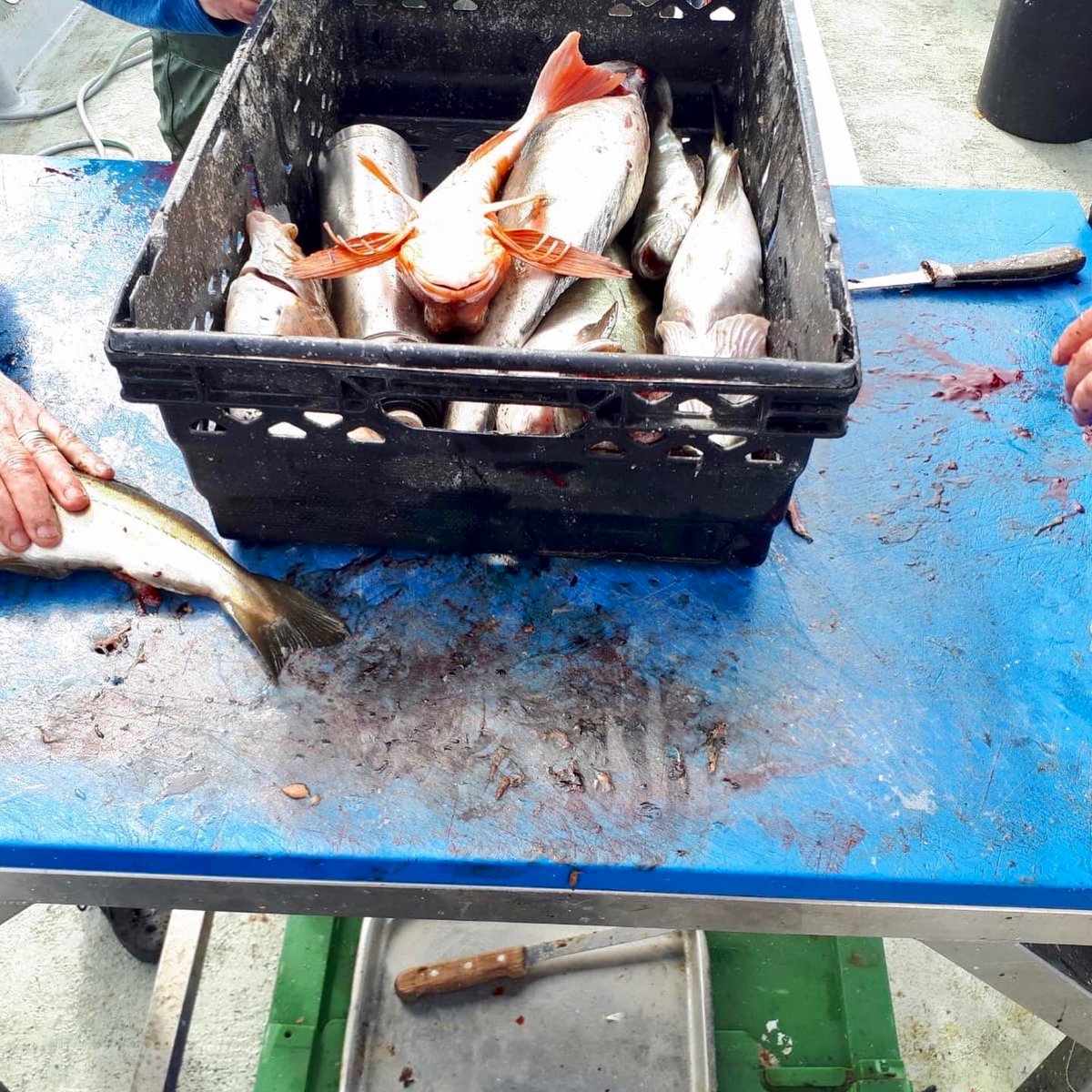 Carlow_Wild's tweet photo. Fantastic days fishing off the Aran Island , some great fish caught 🎣🎣🎣 @TAFishing #polock #wraise #redgurner #mackerel #dogfish https://t.co/7pZwQIt907