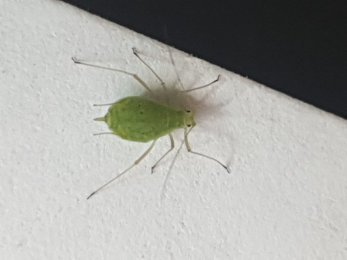 Think it is Blue/Green Aphid <a href="/PestFactsSARDI/">PestFactsSA</a> Plenty in Pulse crops on EP.