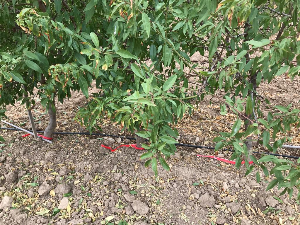 CITAAragon's tweet photo. Ensayos del programa de mejora de #almendro que se desarrolla en el CITA. La investigadora @mariajodem, de la Unidad de Hortofruticultura, está al frente del proyecto "Enfoque integrado para la optimización de la mejora genética del almendro" #RTI2018 @AgEInves @CienciaGob https://t.co/MCD5iVCaM4