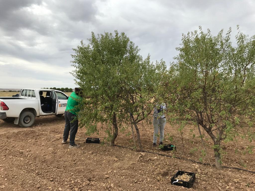 CITAAragon's tweet photo. Ensayos del programa de mejora de #almendro que se desarrolla en el CITA. La investigadora @mariajodem, de la Unidad de Hortofruticultura, está al frente del proyecto "Enfoque integrado para la optimización de la mejora genética del almendro" #RTI2018 @AgEInves @CienciaGob https://t.co/MCD5iVCaM4