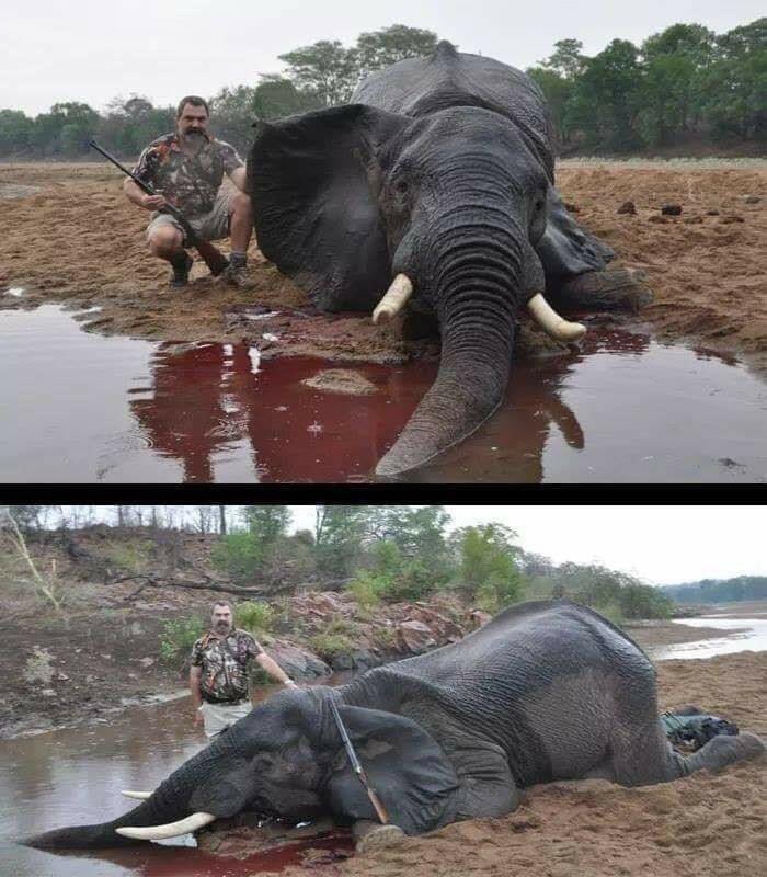 Hier zie je ongeveer de grootste klootzak op aarde

Een olifant doodschieten die notabene gewoon stond te drinken

Waarom zijn mensen hiertoe in staat?

Je hebt de neiging te zeggen schiet hém maar dood

Jaag ze op overal ! 

#huntthehunters #bantrophyhunting #bandejacht