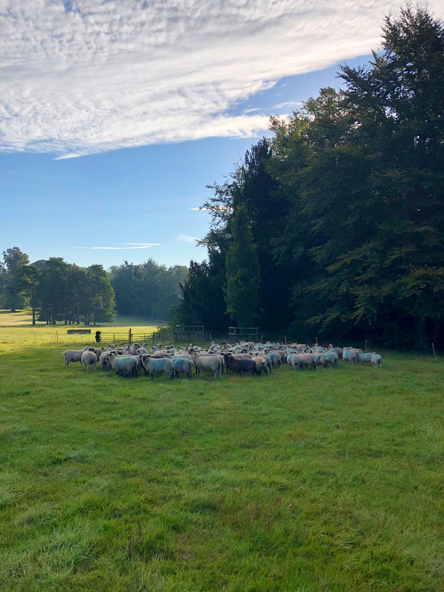 Childs295Greg's tweet photo. Come on pooh you little buggers, I need samples ๐ #sheep365 #wormcount #poohinabag #teamsheep https://t.co/jeWBAy2zDK