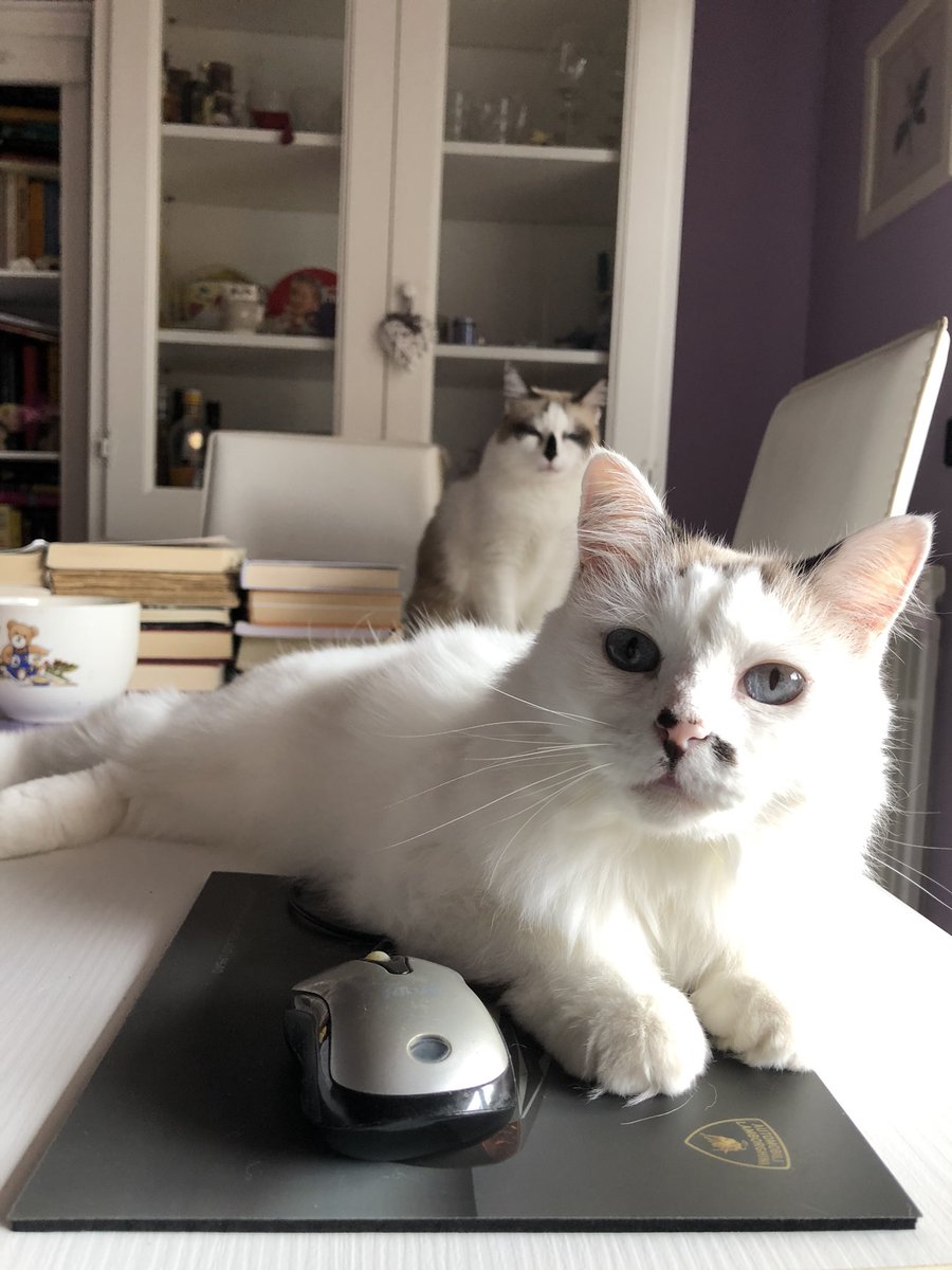 MelaniaV72's tweet photo. The Cat &amp; the Mouse 😻&amp;🐭
#cat #catlovers #catoftheday #thecatandthemouse #melaniaangelikviolentano #GoodMorning https://t.co/z3mSWEKQu7
