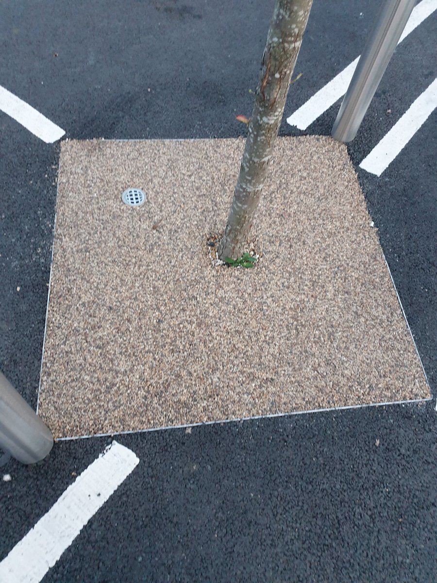 Car park tree planting is often dreadful and the trees end up dying or in really poor condition.

Credit here to the Sainsburys in Olney near Milton Keynes where they've gone to far more effort than most to plant their trees.

Just hope they remember to water them!