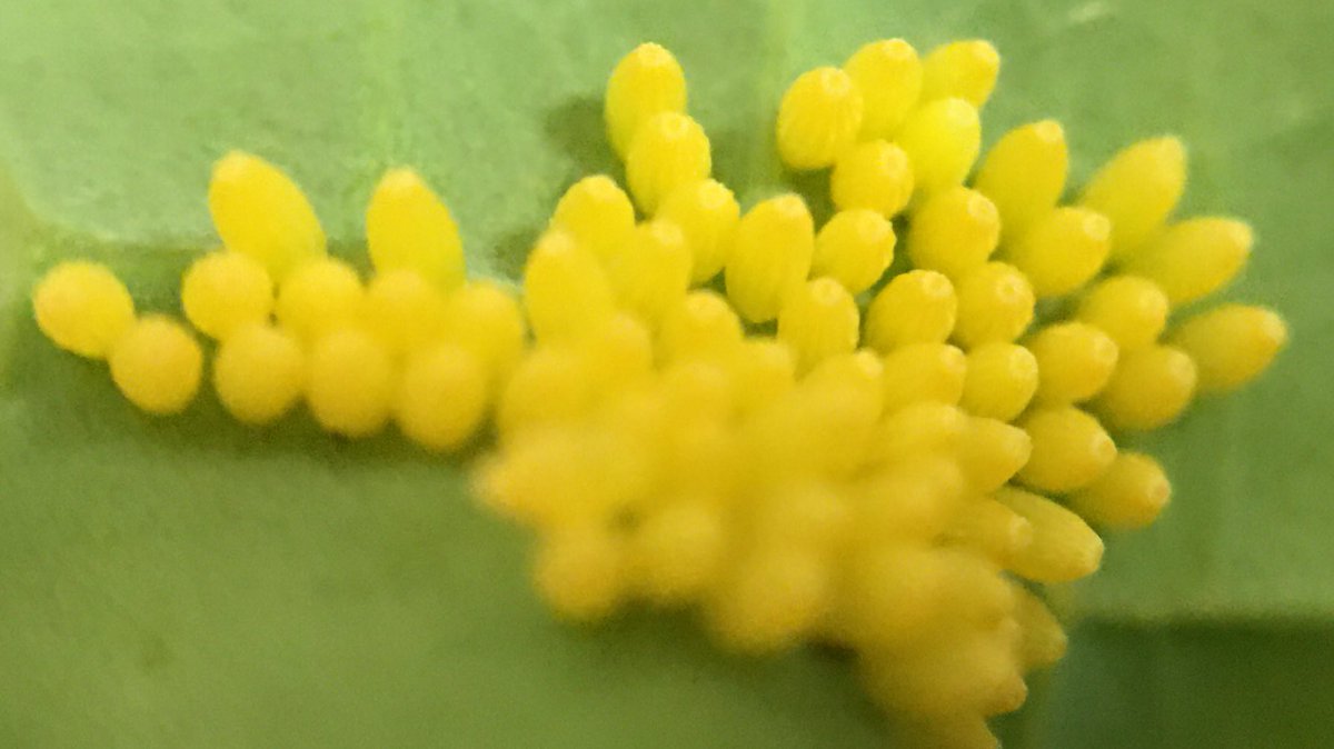 DRaj_Rathore's tweet photo. The #whitecabbagebutterfly eggs hatched and the #larvae are out on #oilseedrape plant https://t.co/F3HnyN3Kev