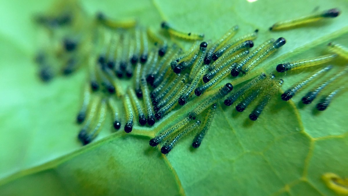 DRaj_Rathore's tweet photo. The #whitecabbagebutterfly eggs hatched and the #larvae are out on #oilseedrape plant https://t.co/F3HnyN3Kev
