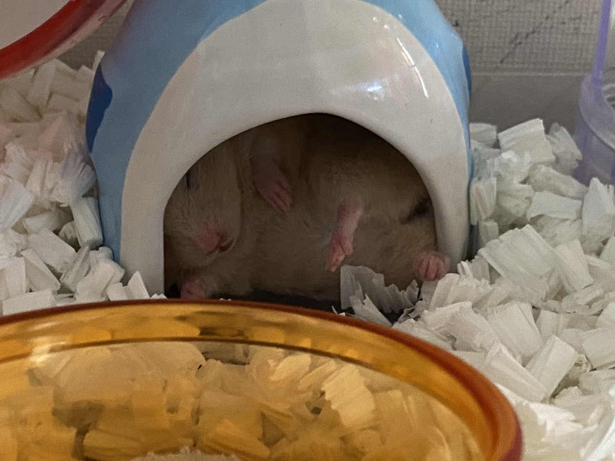ハムスター飼育 ハムスター飼育