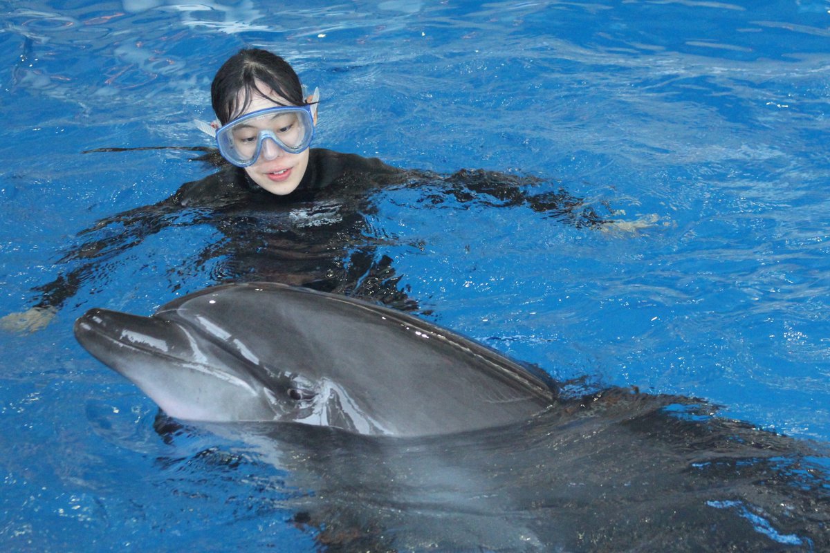 アクアワールド茨城県大洗水族館 締め切り間近 イルカと泳ごう の応募期間は９月７日までです 滅多にない このチャンスをお見逃しなく T Co 1gch0fythz