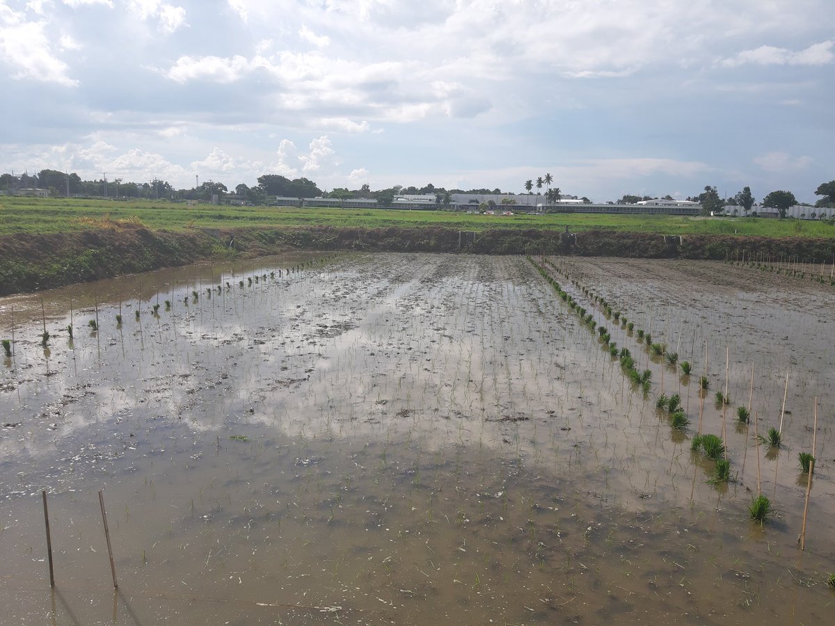 Transplanting of our rice 🌾submergence trial at <a href="/irri/">IRRI 🌾</a> headquarter done today. Salute to the great team!