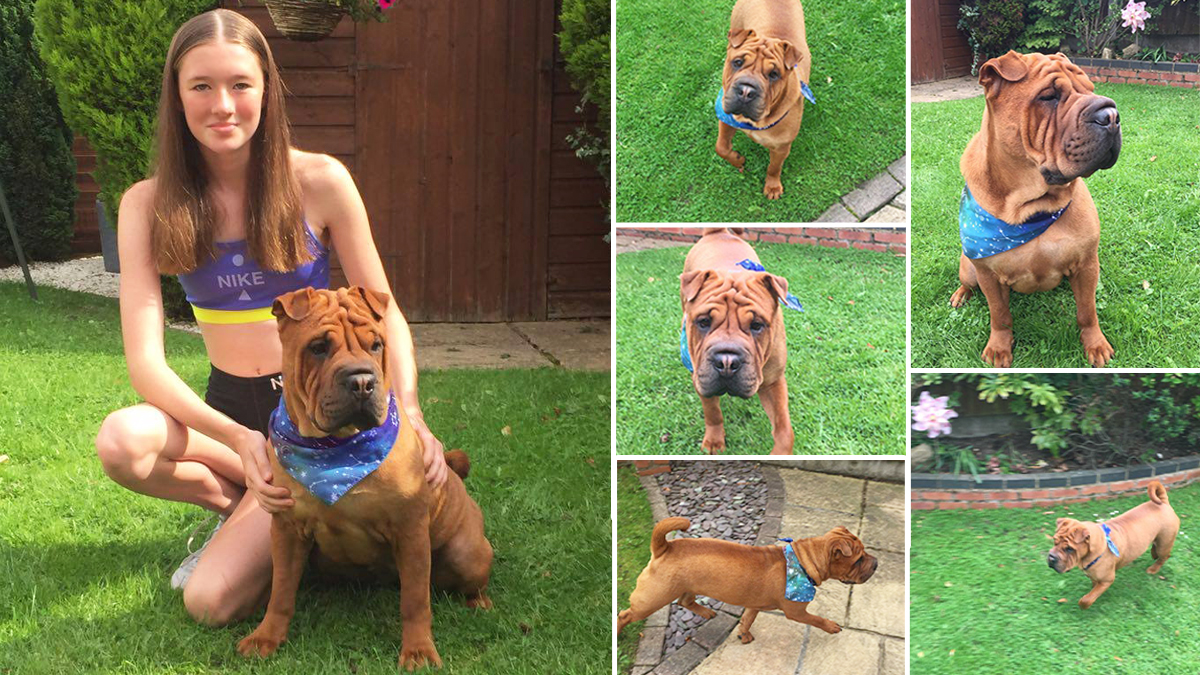 The new addition to our family, and my new running buddy, everyone meet Coco 😍 

#newdogday #runningbuddy  #runningdog #running #runningmotivation #triathlete #runner