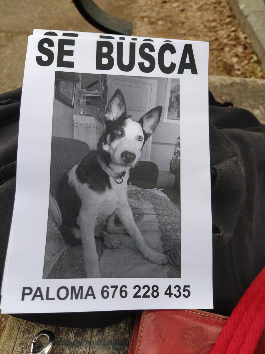 Dani Cabezas tweet media