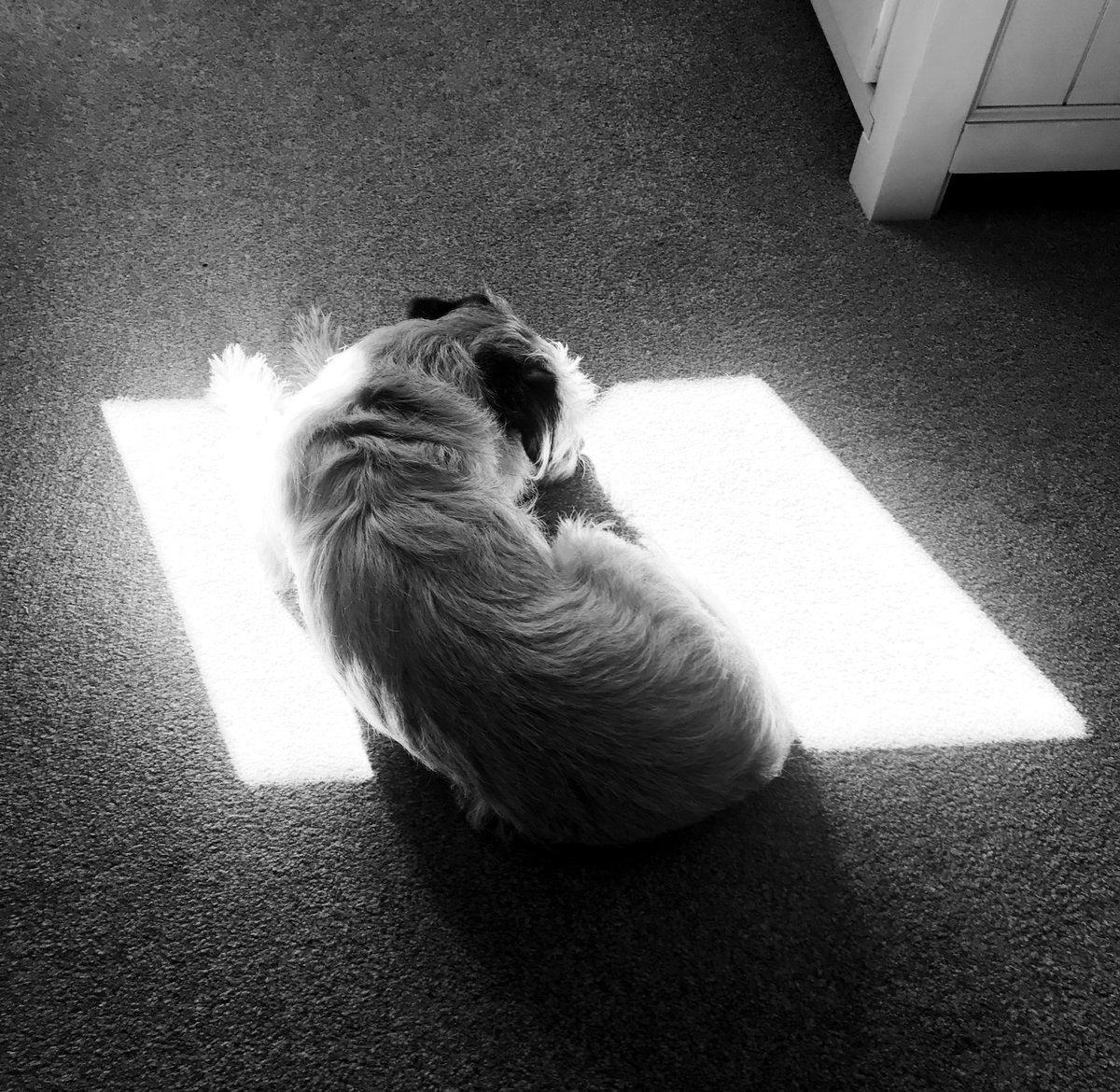 #Sunpuddle #BorderTerrier #BTPosse beautiful Nell keeping warm